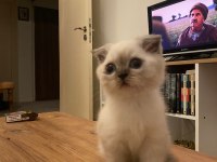 Mavi gözlü yaramaz prens kedimiz