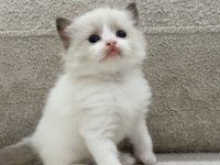 Ragdoll Bebekler