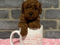 ANATOMİ HARİKASİ POODLE BEBEKLER