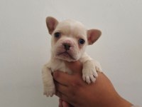 60 günlük french bulldog