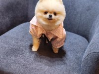 A Kalite pomeranian boo teacup dişi