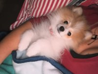 Pomeryan Oyuncu çok zeki çocukları çok seviyor