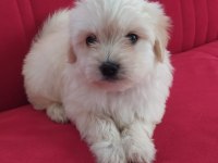 MALTİPOO YAVRU KÖPEKLERİMİZ