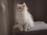 Kedimiz için açıklamayı okuyun