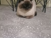 1 YAŞINDA SİYAM KEDİSİ