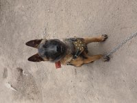 4 aylık dişi belçika malinois
