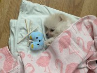 Oyun cambazı pomeranian köpeğim