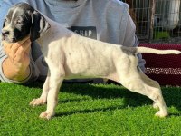 Scr li 10 numara pointer av köpekleri