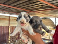 Kangal köpeği yavruları