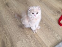 Yavru cins kedi sahiplendirme