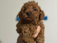 Orijinal toy poodle yavrularımız 2 aylık