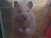 SURİYE HAMSTER YAVRU VE SAĞLIKLI