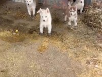 A kalite husky Sibirya kurdu yavrularım