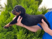 Üst kalite FCI-KIF kayıtlı Scr li Rottweiler yavrularım