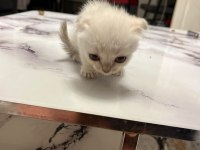 Scottish Fold 50 Günlük