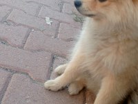 4 aylık pomeranian