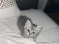 British ve russian blue melez kedilerimiz yuva arıyor