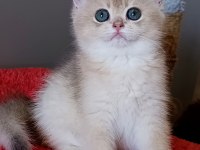 Blue golden dişi yavru british shorthair