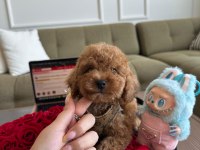 Teacup Toypoodle Yavrumuz