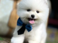En mini boy pomeranian bebekler