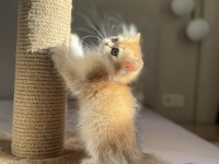 Bebek Yüzlü Ny11 Ny12 Golden British Longhair
