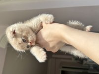 Scottish fold bebek