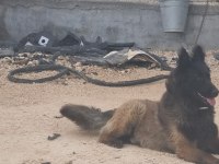 Sevgine zamanına emeğine değecek malinois arayanlara