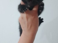 2.5 aylik gri bebekler