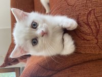 Kendi kedimin british shorthair yavrularımız