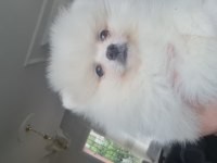Pomeranian boo köpeğimiz