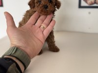 700 gr 4 aylık kore micro tea cup poodle
