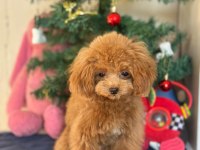 MİNİ POODLE 1.4 KG