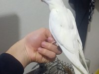 İzmir merkezde ele kola alışkın yavru papağanlar