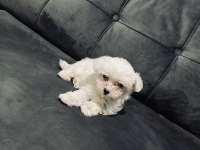 2 aylık maltese terrier