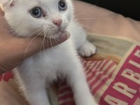 Scottish fold yavru