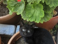Simsiyah lekesiz yeşil gözlü british shorthair