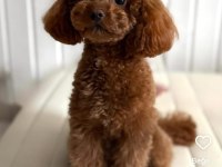 Kore teacup poodle yetişkin erkek
