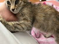 Tekir kedisi sokakta bulundu yuva aranıyor