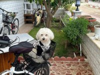 Maltese 5 aylık