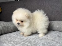 Pomeranian Bebek Köpeklerimiz