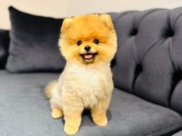 Pomeranian boo