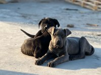 Cane Corso Köpeği Yavrularımız