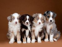 Border Collie Yavrularımız Evinizin Neşesi Olacaktır