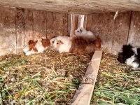 Ele alıştırmalık ginepig yavrular