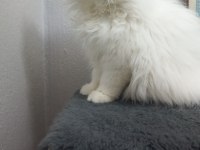 Safkan İran Persian yavrular