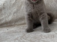 British Shorthair Yavrular