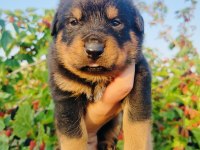 Koca kafa küt burun rottweiler yavruları