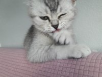 British shorthair yavru erkek kedimiz yeni 3 aylık