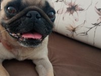 5 yaşında kızım için yuva pug