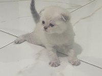 Yeni yuvalarını bekliyor kedilerimiz